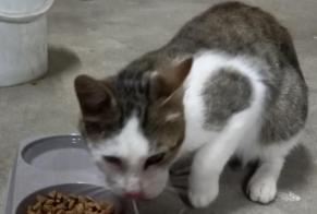 Discovery alert Cat Male Lamballe-Armor France
