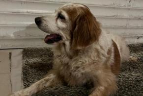 Discovery alert Dog miscegenation Unknown Saint-Jean-de-Monts France