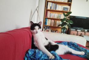 Disappearance alert Cat miscegenation Female, 3 years Ivry-sur-Seine France