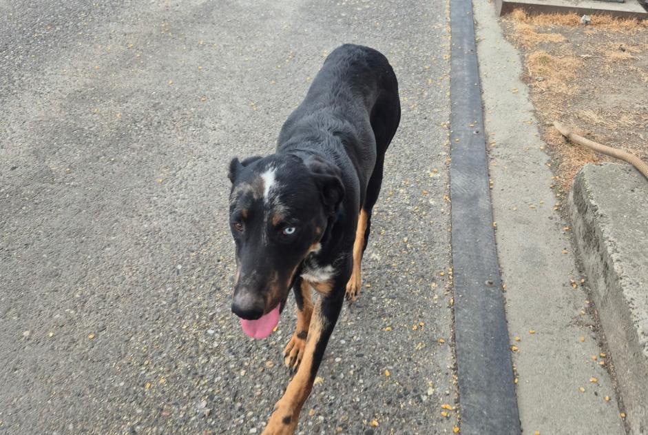 Discovery alert Dog  Male Mansonville France
