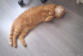 Disappearance alert Cat Male, 9 years Hériménil France