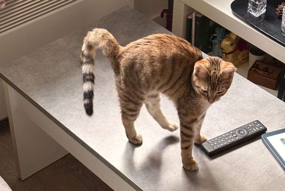 Disappearance alert Cat Female , 0 years Villeurbanne France