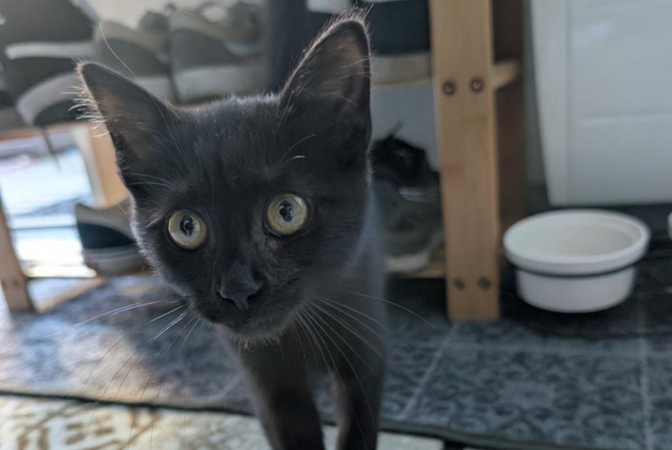 Discovery alert Cat Unknown , Between 1 and 3 months Quimper France