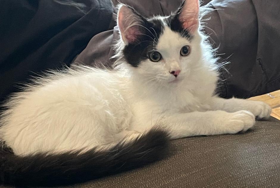 Disappearance alert Cat Male , 0 years Aulnay-sous-Bois France