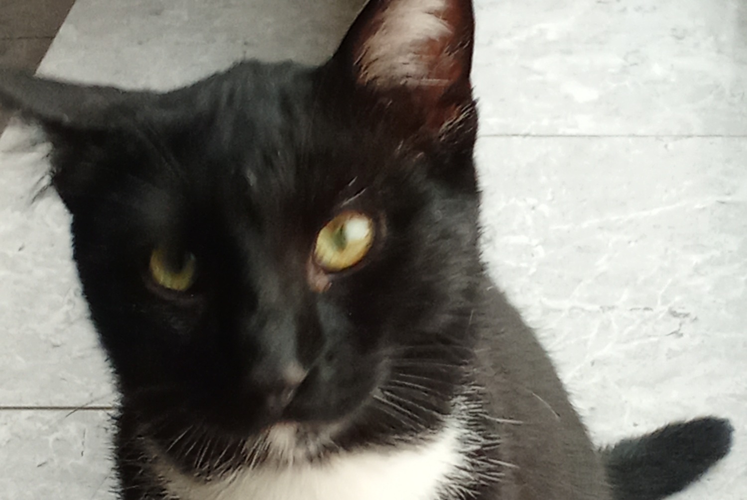 Disappearance alert Cat Male, 1 years Palau-del-Vidre France