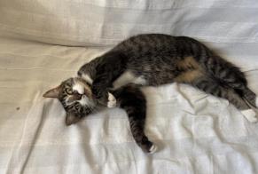 Discovery alert Cat miscegenation Female Sauvimont France