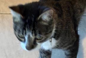 Discovery alert Cat miscegenation Female Sauvimont France