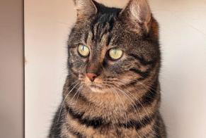 Disappearance alert Cat Male, 6 years Nort-sur-Erdre France