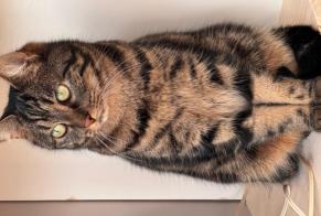 Disappearance alert Cat Male, 6 years Nort-sur-Erdre France