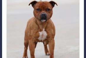Disappearance alert Dog Female, 6 years Châtellerault France
