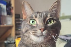Disappearance alert Cat Female, 25 years Saint-Évarzec France