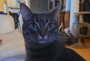 Disappearance alert Cat Female, 25 years Saint-Évarzec France