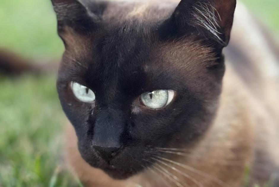 Disappearance alert Cat  Male , 4 years Saint-Raphaël France
