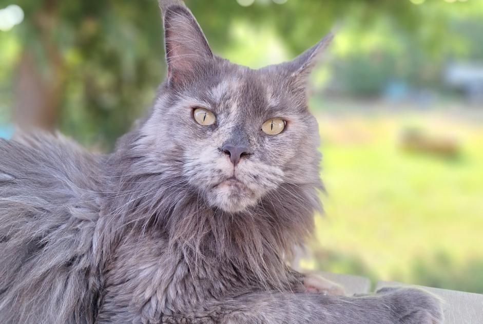 Disappearance alert Cat  Female , 2 years La Crau France