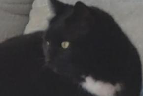 Disappearance alert Cat Female, 5 years Varilhes France