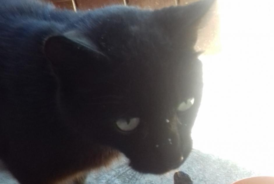 Disappearance alert Cat  Female , 11 years Sagy France