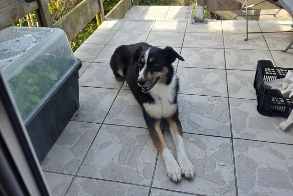 Discovery alert Dog Unknown Cherbourg-en-Cotentin France