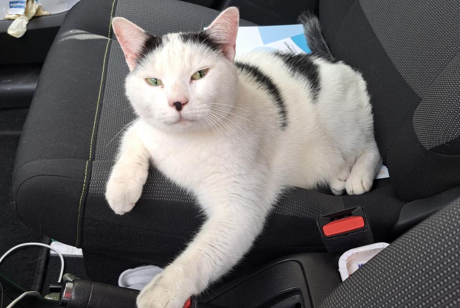 Discovery alert Cat miscegenation Male Caen France