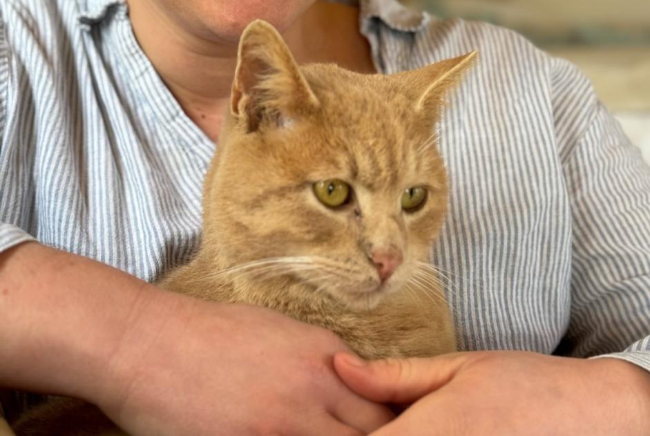 Disappearance alert Cat Male , 4 years Irodouër France