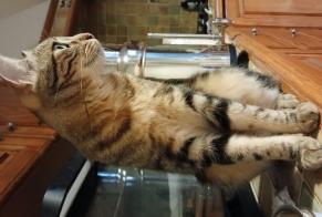 Disappearance alert Cat Female, 2 years Pertuis France