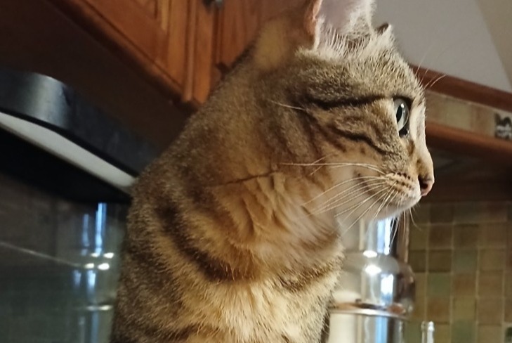 Disappearance alert Cat Female , 2 years Pertuis France