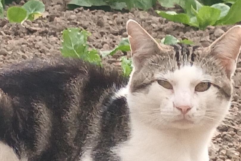 Discovery alert Cat Male Maulévrier France