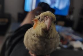 Disappearance alert Bird Female, 2026 years Angers France