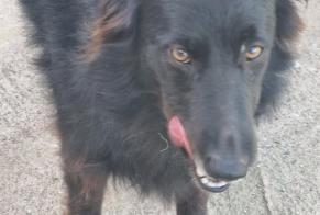Discovery alert Dog Female Exireuil France