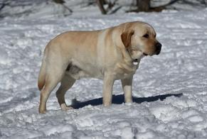 Disappearance alert Dog Male, 9 years Villefranche-sur-Mer France