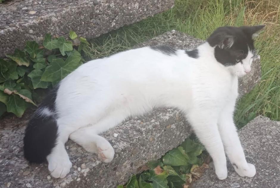 Disappearance alert Cat miscegenation Male , 2 years Riedisheim France