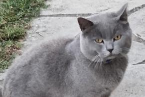 Discovery alert Cat Unknown Feins-en-Gâtinais France