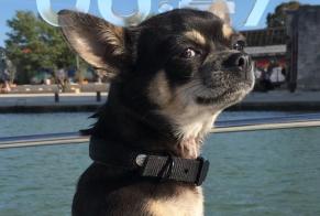 Disappearance alert Dog Female, 8 years Gournay-sur-Marne France