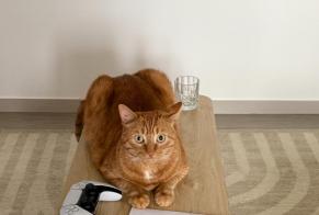 Disappearance alert Cat Male, 5 years Saint-Pierre-des-Corps France
