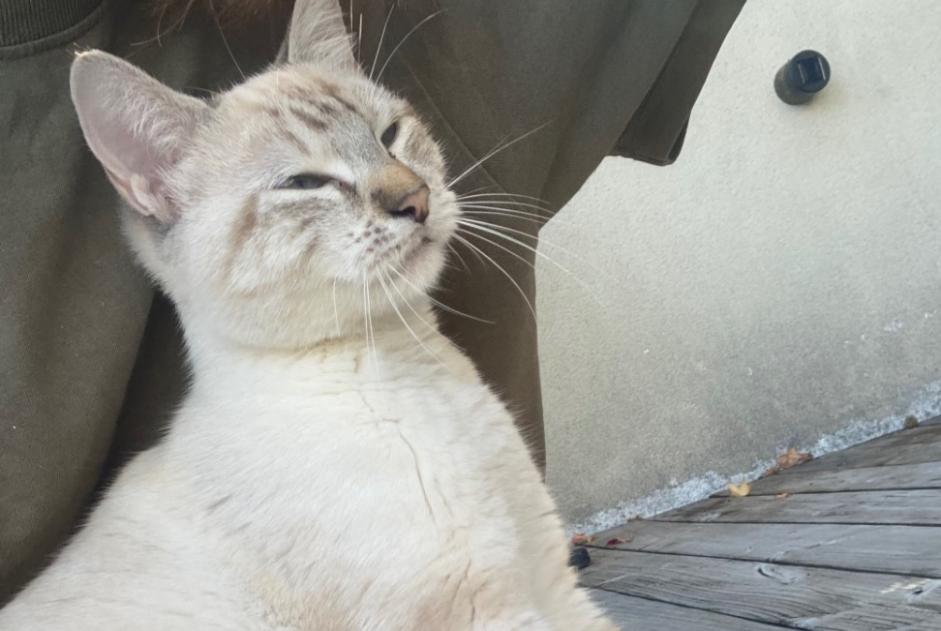 Discovery alert Cat Unknown Mérignac France