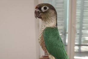Discovery alert Bird Unknown Aubagne France