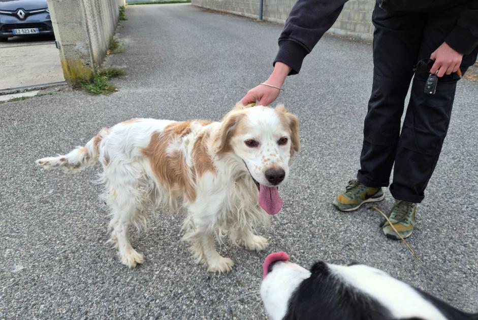 Discovery alert Dog  Male Saint-Michel-sur-Savasse France