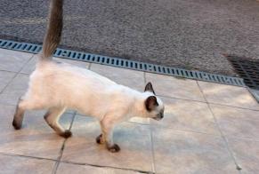 Discovery alert Cat Unknown Ponteilla France