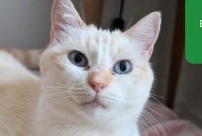 Disappearance alert Cat miscegenation Female, 6 years Paris France