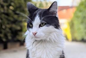 Disappearance alert Cat Male, 5 years Puteaux France