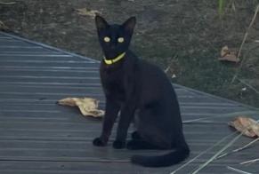 Discovery alert Cat Female Bordeaux France