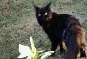 Discovery alert Cat Female Épône France