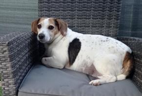 Disappearance alert Dog miscegenation Female, 12 years Corsaint France