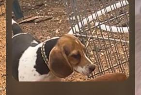 Disappearance alert Dog Female, 0 years Mazan France