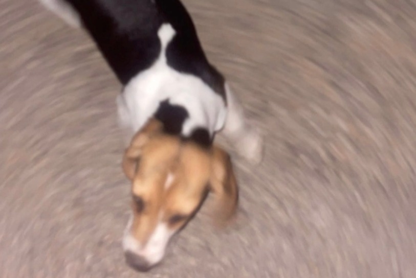Disappearance alert Dog  Female , 0 years Mazan France
