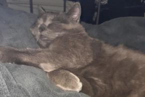 Disappearance alert Cat Female, 2 years Lassigny France