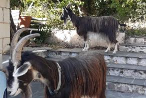 Discovery alert Goat Unknown Brissac Loire Aubance France