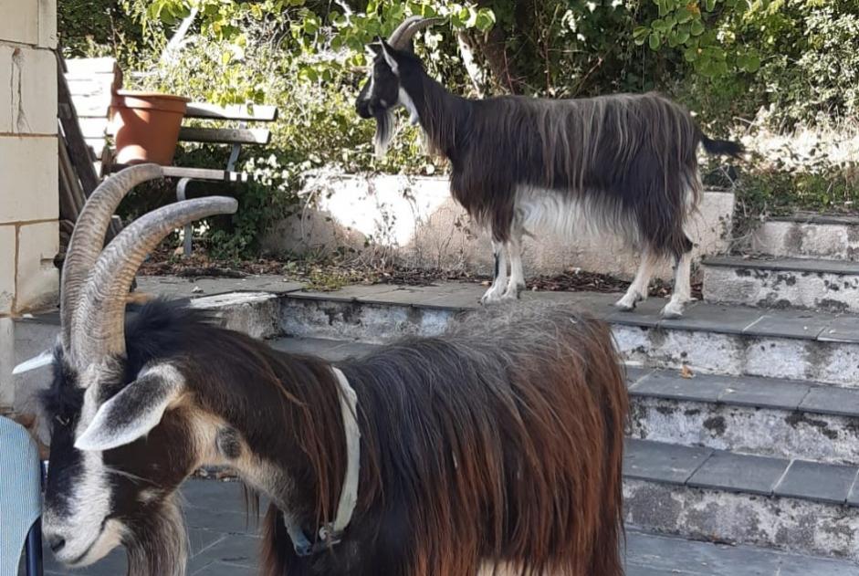 Discovery alert Goat Unknown Brissac Loire Aubance France