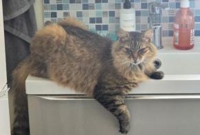 Disappearance alert Cat Female, 10 years Ahetze France