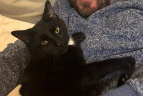 Disappearance alert Cat Male, 5 years Montesquieu-des-Albères France