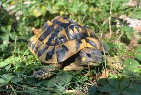 Discovery alert Tortoise Unknown Saint-Cyr-sur-Loire France